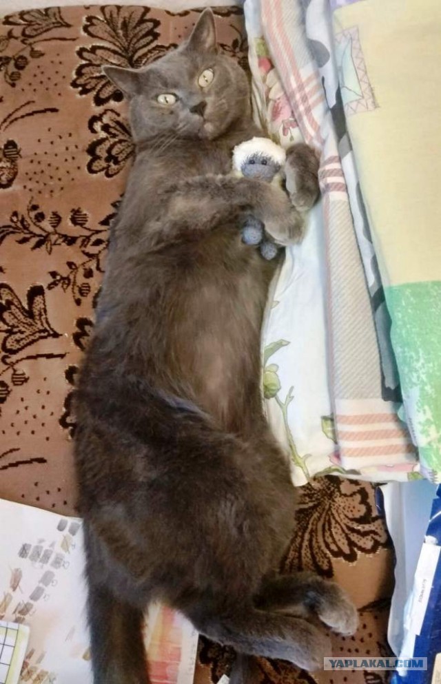 Как завести кота, когда меня почти не бывает дома? Мужской взгляд на извечную проблему…
