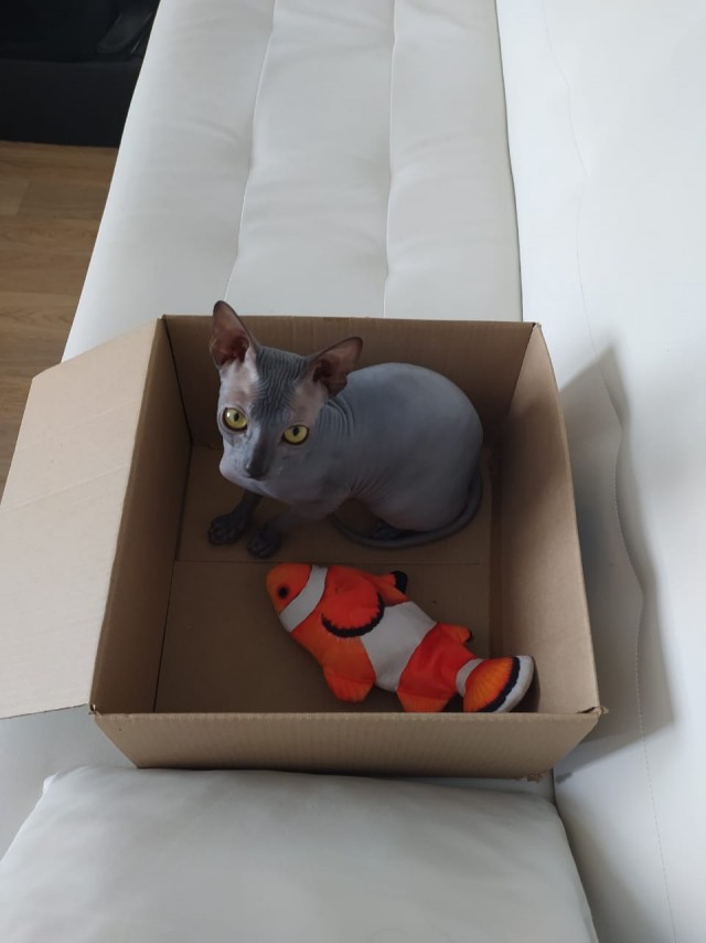 Котовторник. Наша собственная банда
