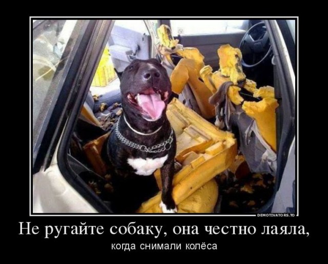 Домашние терминаторы.