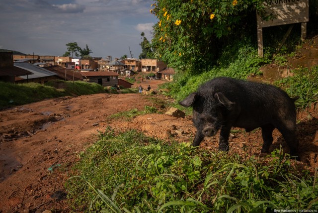 Уганда: самая настоящая Африка с гориллами и носорогами!