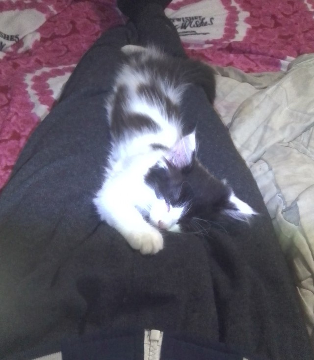 Даешь котовторник!
