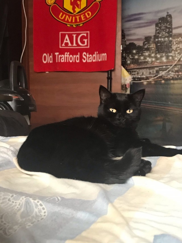 Кошки , кошечки, котяры 14.03.21