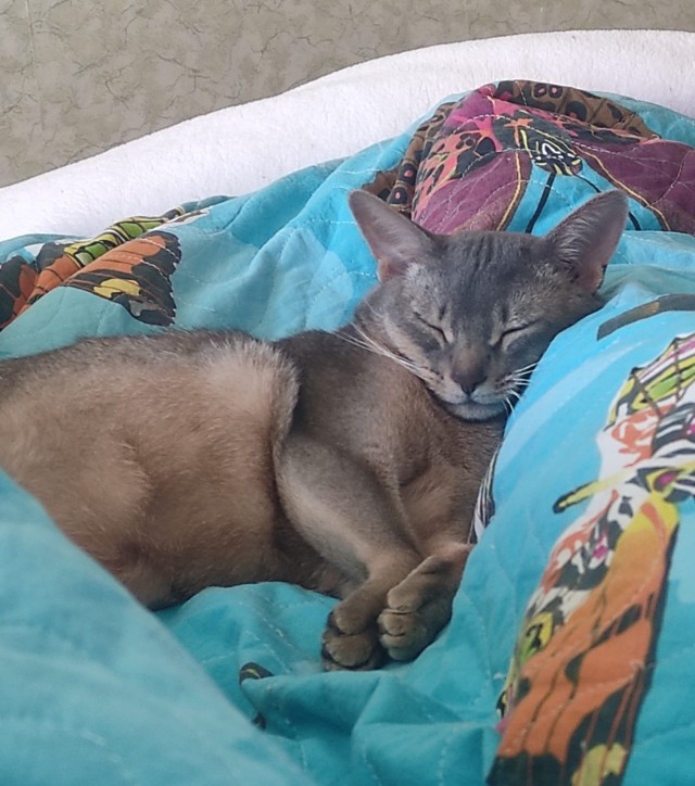 А котовторник уже начался?
