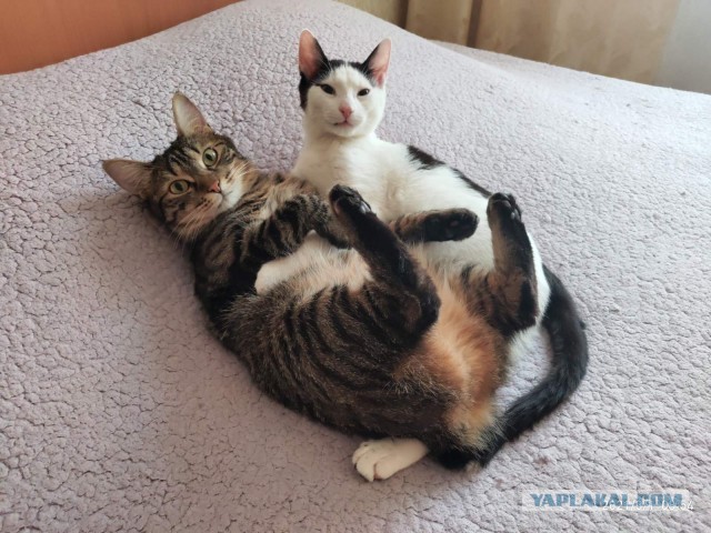А котовторник уже начался?
