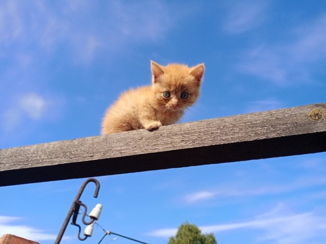 Погнали! С котовторником, други!