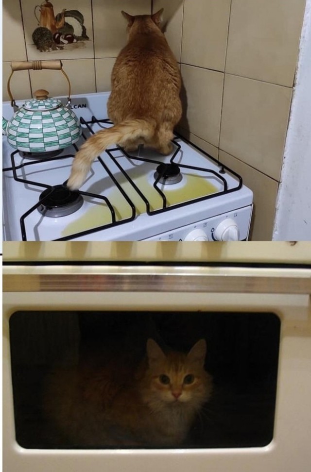 Кот года, коллеги