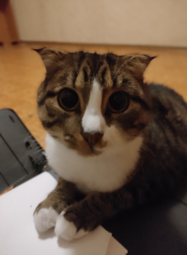 Мой самый первый КОТовторник!