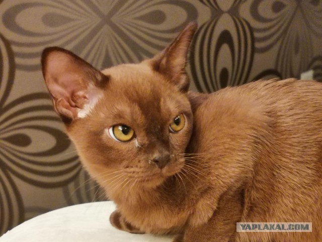К котовторнику