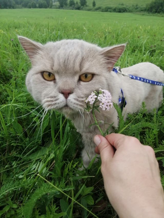 Котовторник так котовторник