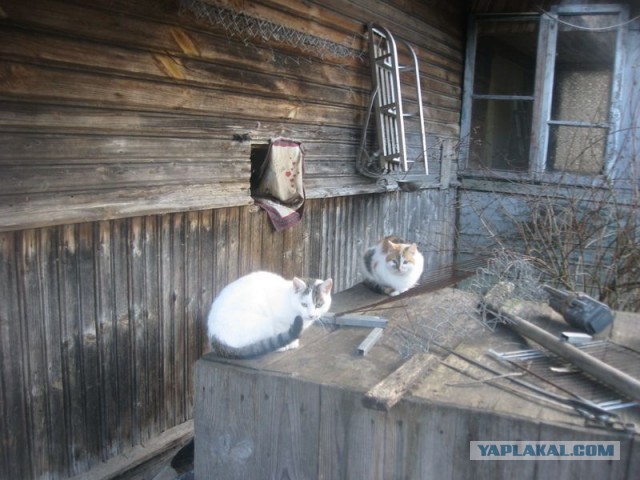 Жизнь домашнего приюта для котеек 383