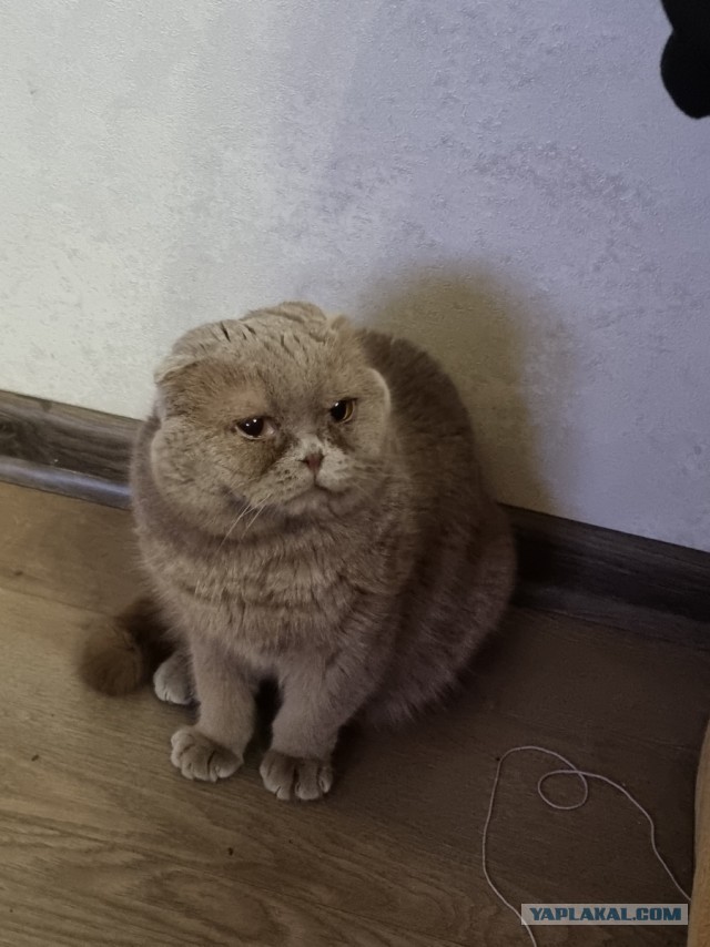 Ну, поехали в котоввторник!