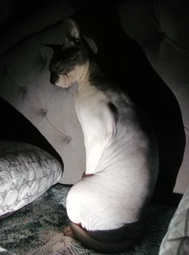 С праздником и котофторником!