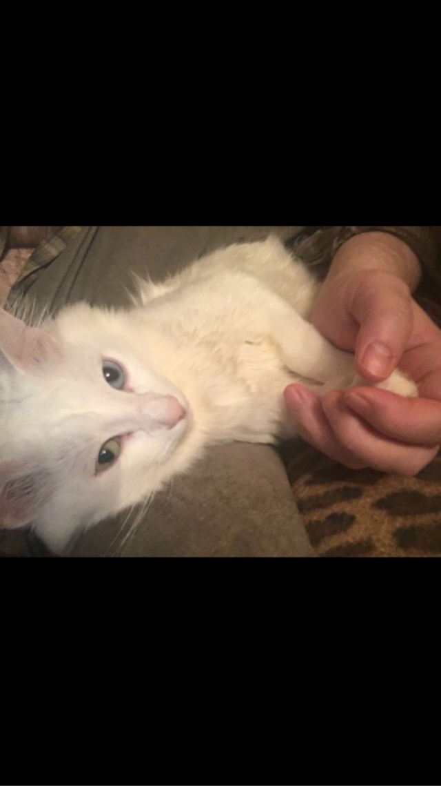 С праздником и котофторником!