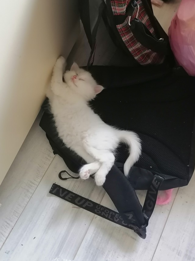 Кот во вторник