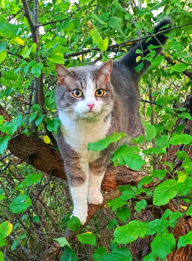 Прогнать кота невозможно