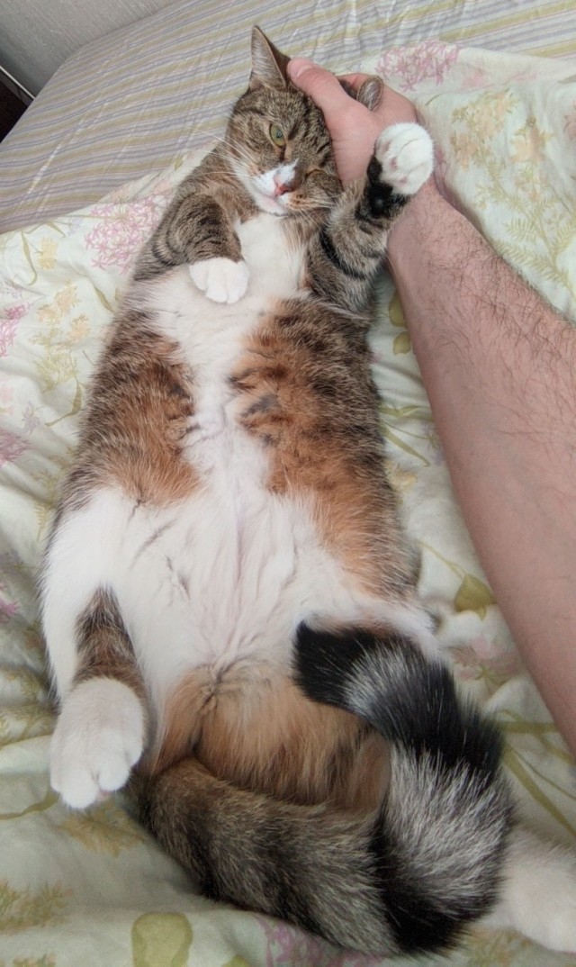 А как вы спите с котиком?