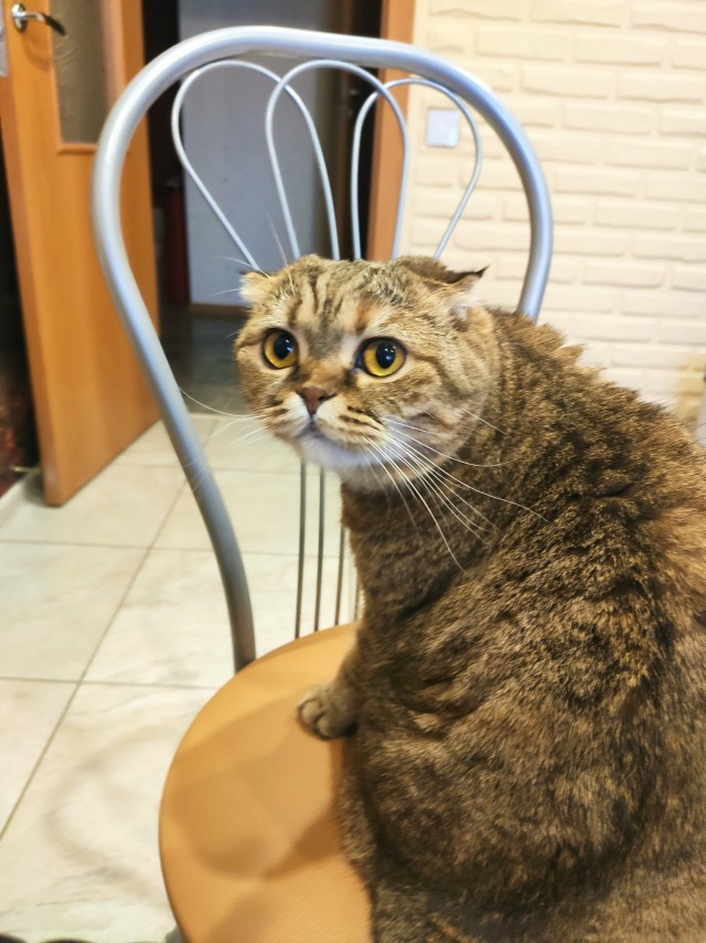 Шерстяной котовторник. Октябрь 2022