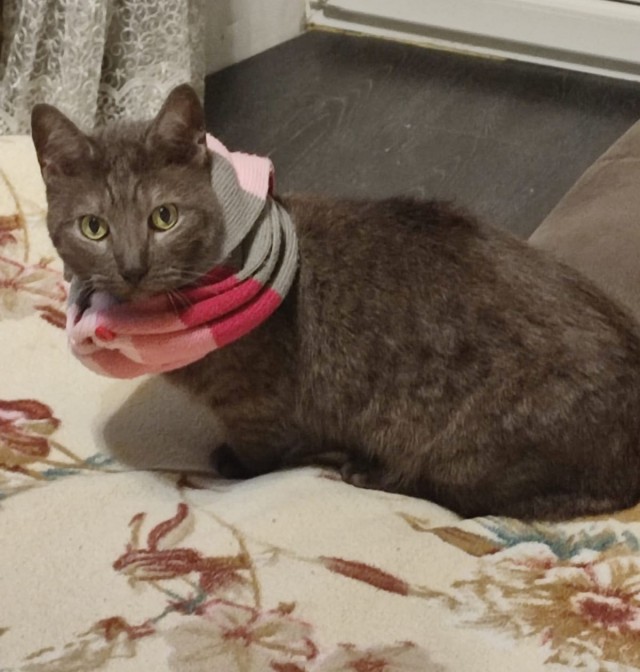 Котовторник. Котенок Кисель