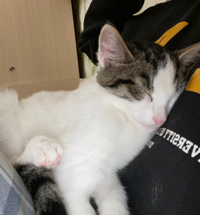 Котодракула