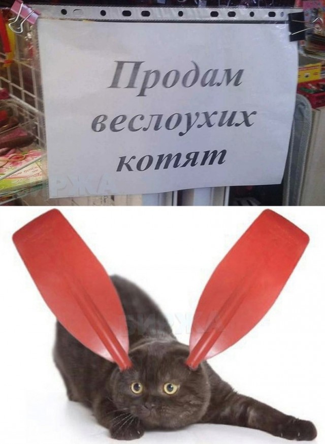 Картинки и мемы для настроения - 131