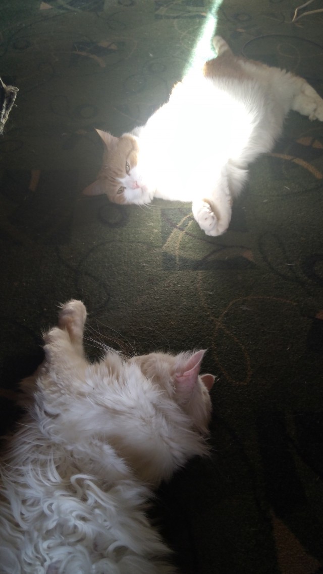 Коты пролетарии