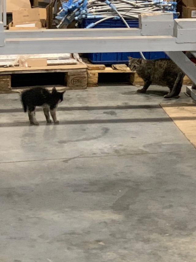 Коты на производстве