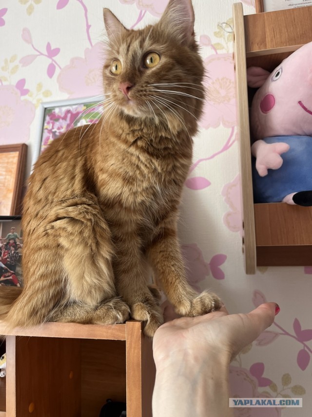 Котовторник Рыжих