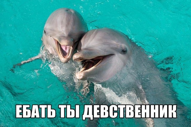 Результат секса косаток с дельфинами. Знакомьтесь: вельфин — гибрид  дельфина и кита