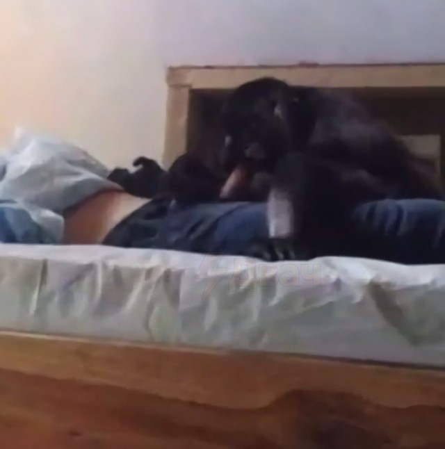 Макака изнасиловала туриста