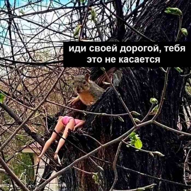 Весёлый полтишок 12.11.23