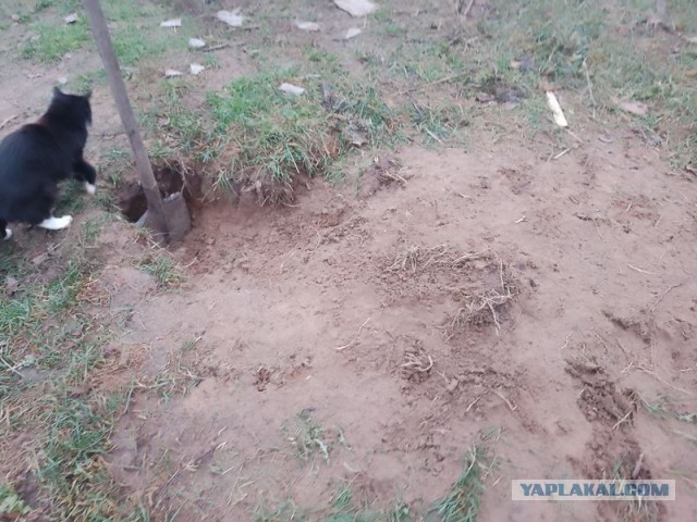 Жизнь домашнего приюта для котеек 470
