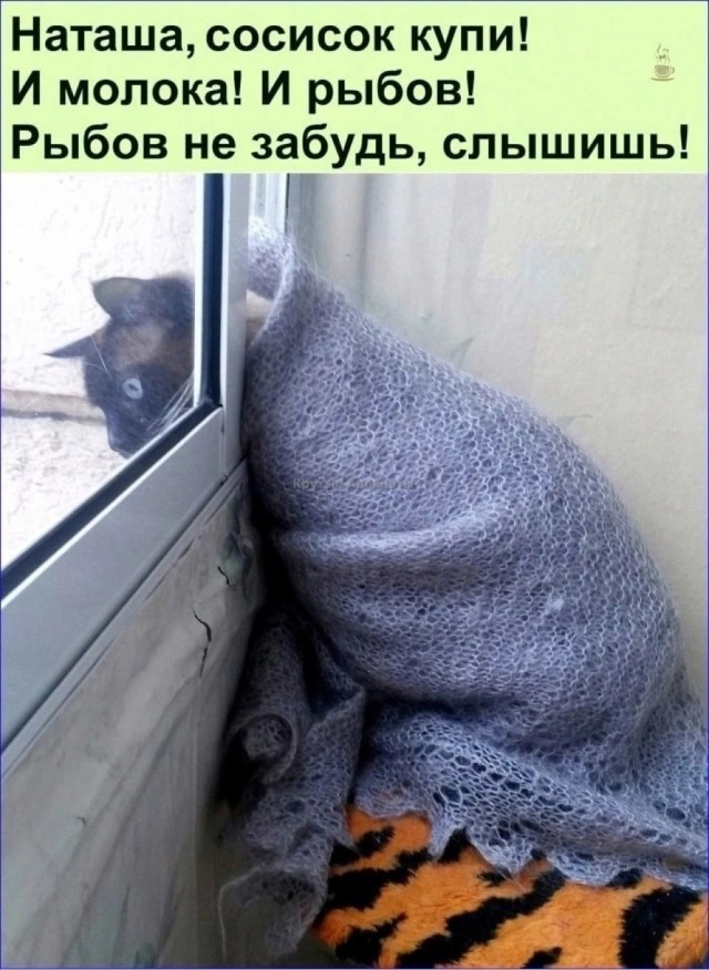 Котики, панки и дестрой