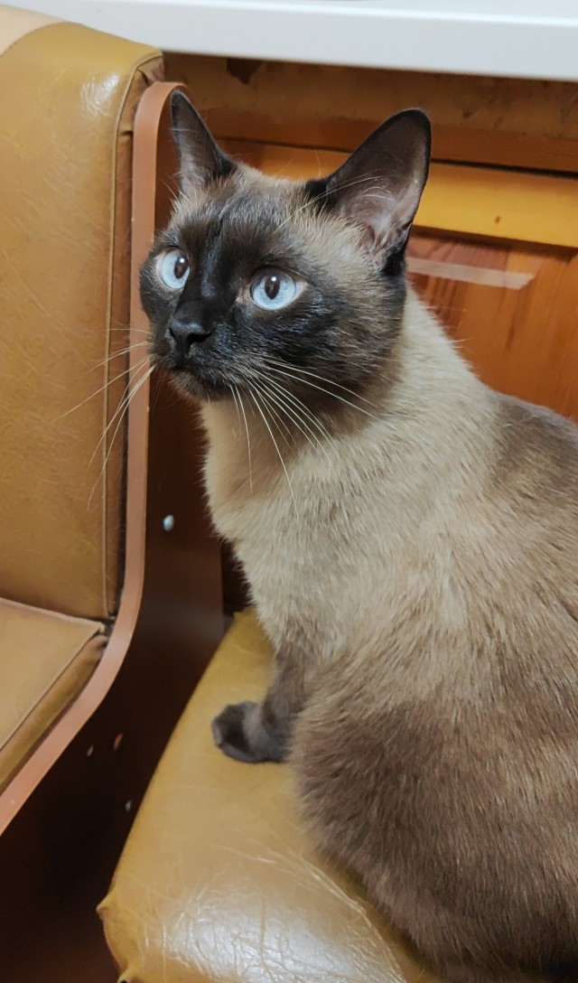 С котовторником ЯПовцы