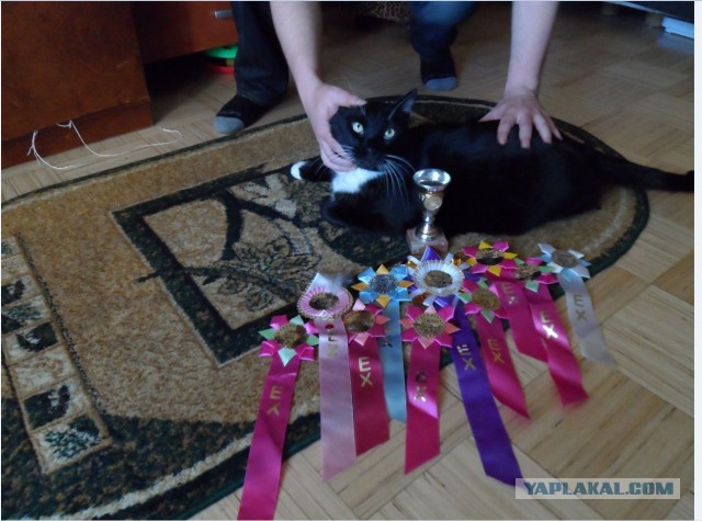 Котовторник  07.05.2013