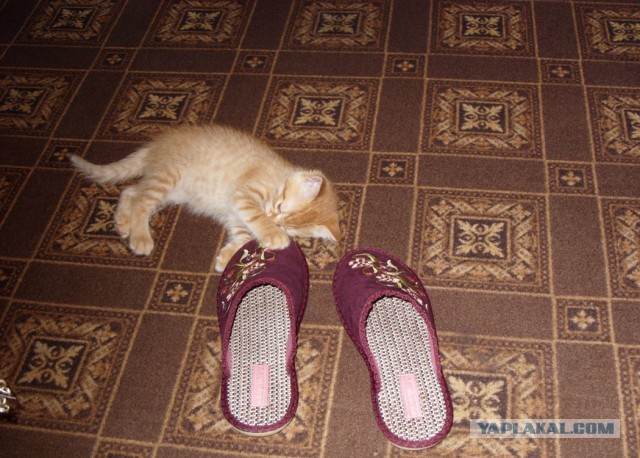 Котовторник 21.05.2013