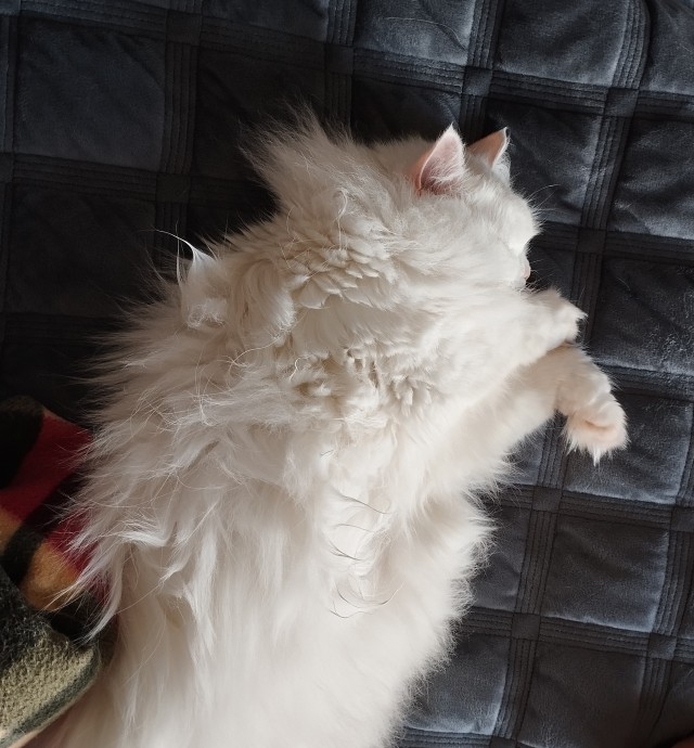 Во славу Котане