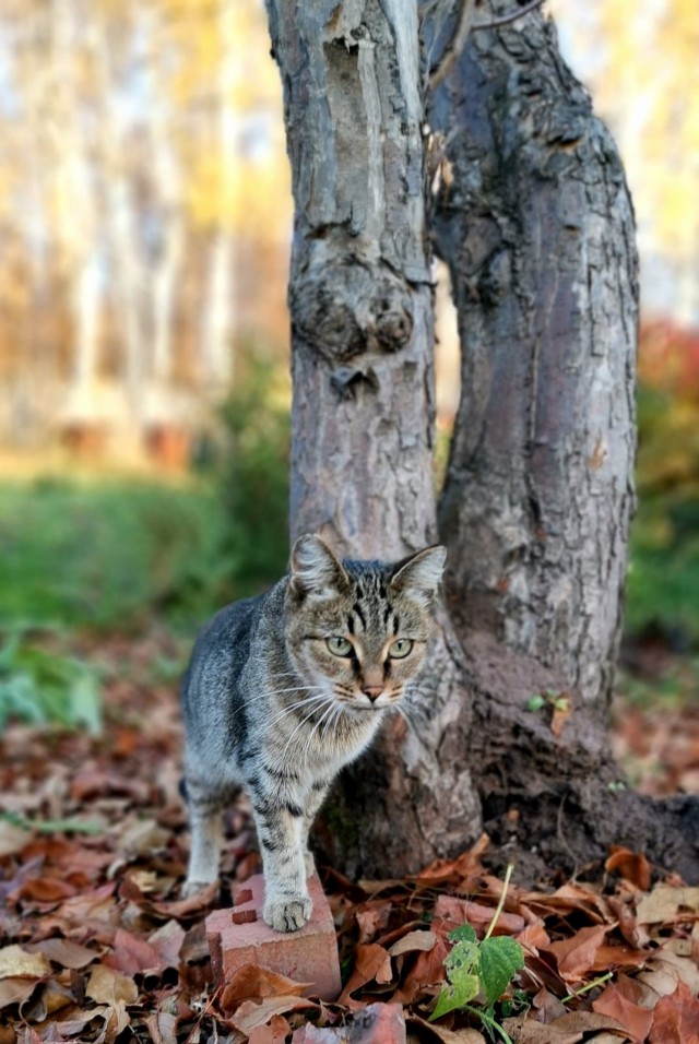 С Котовторником!