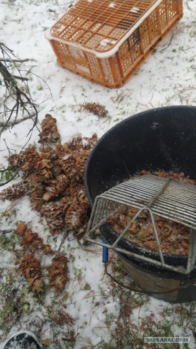В лес да по шишки