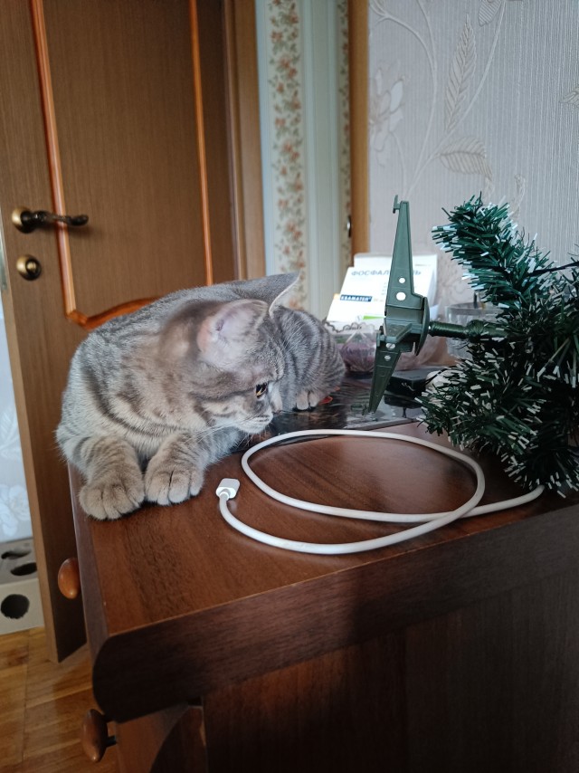 Ну-с, с наступившим староновогодним котовторником