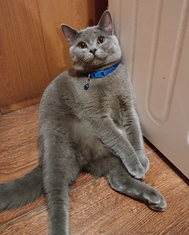 В продолжение поста про Плюшку