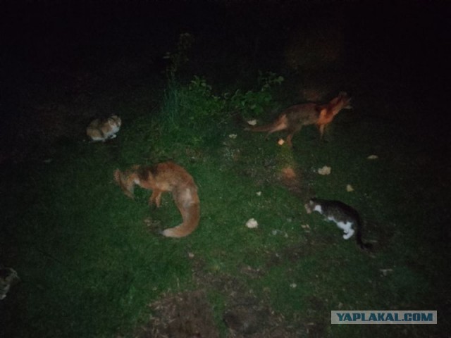 Жизнь домашнего приюта для котеек 544