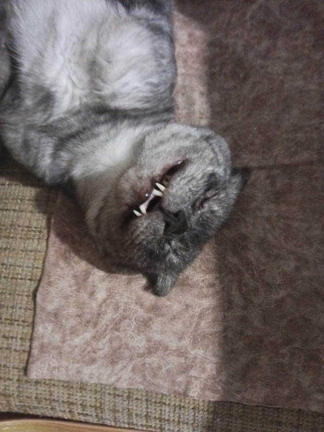 С котовторником!