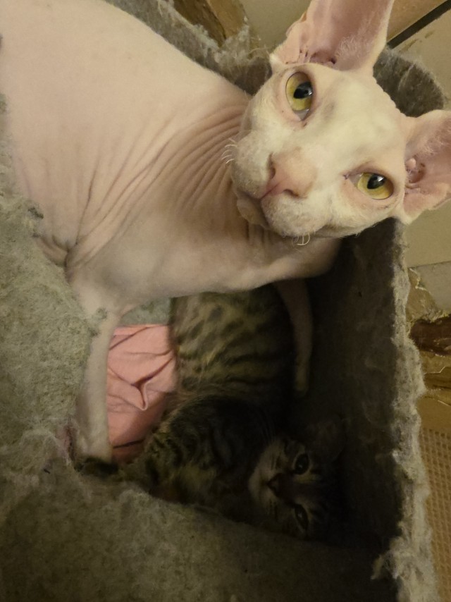 Пополнение. К котовторнику
