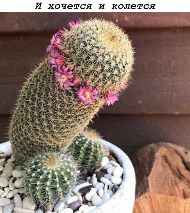 Забавные и не очень скромные картинки - 13