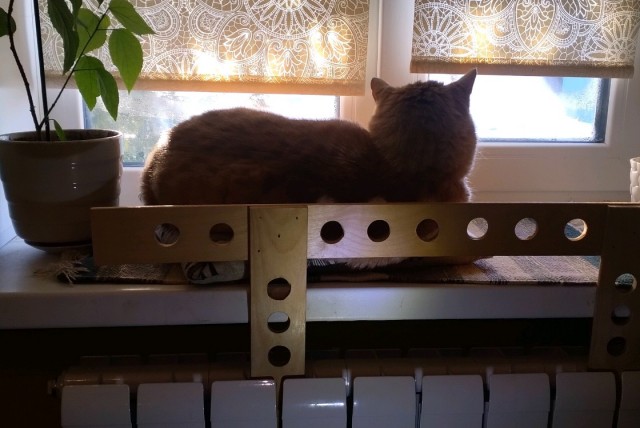 Если решите приютить рыжего кота