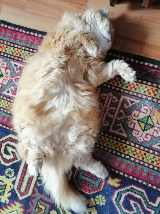 Кот
