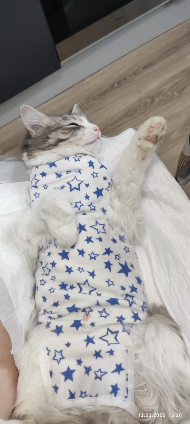 Котовторник 21.10.2025