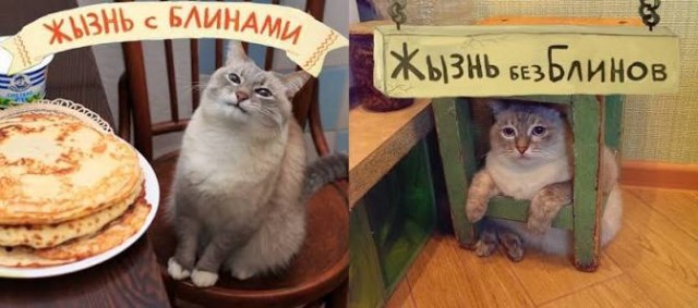 Помните потрясающий мем с изображением кота рядом со стопкой румяных блинов?
