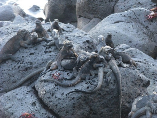 Комодский варан: Мегаящеры, способные завалить буйвола. Весь остров дрожит от их тирании
