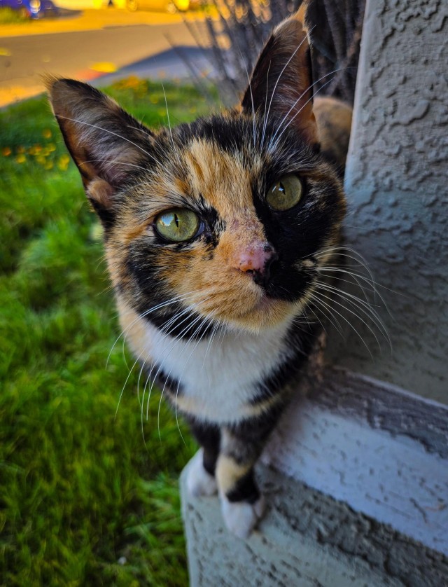 Рандомных фото котов тред